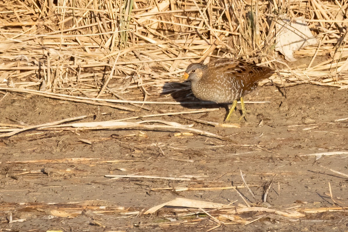 Spotted Crake - ML616033224