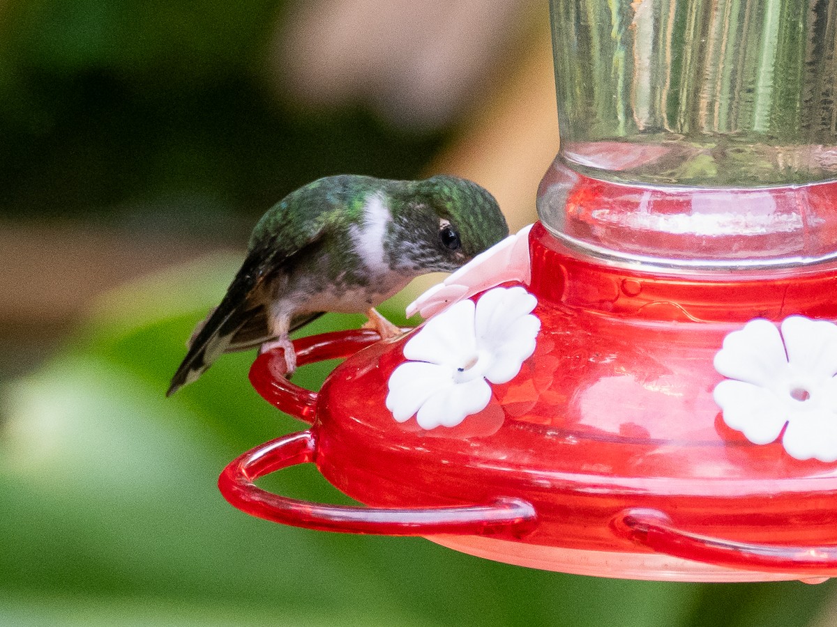 kolibřík ekvádorský - ML616033235
