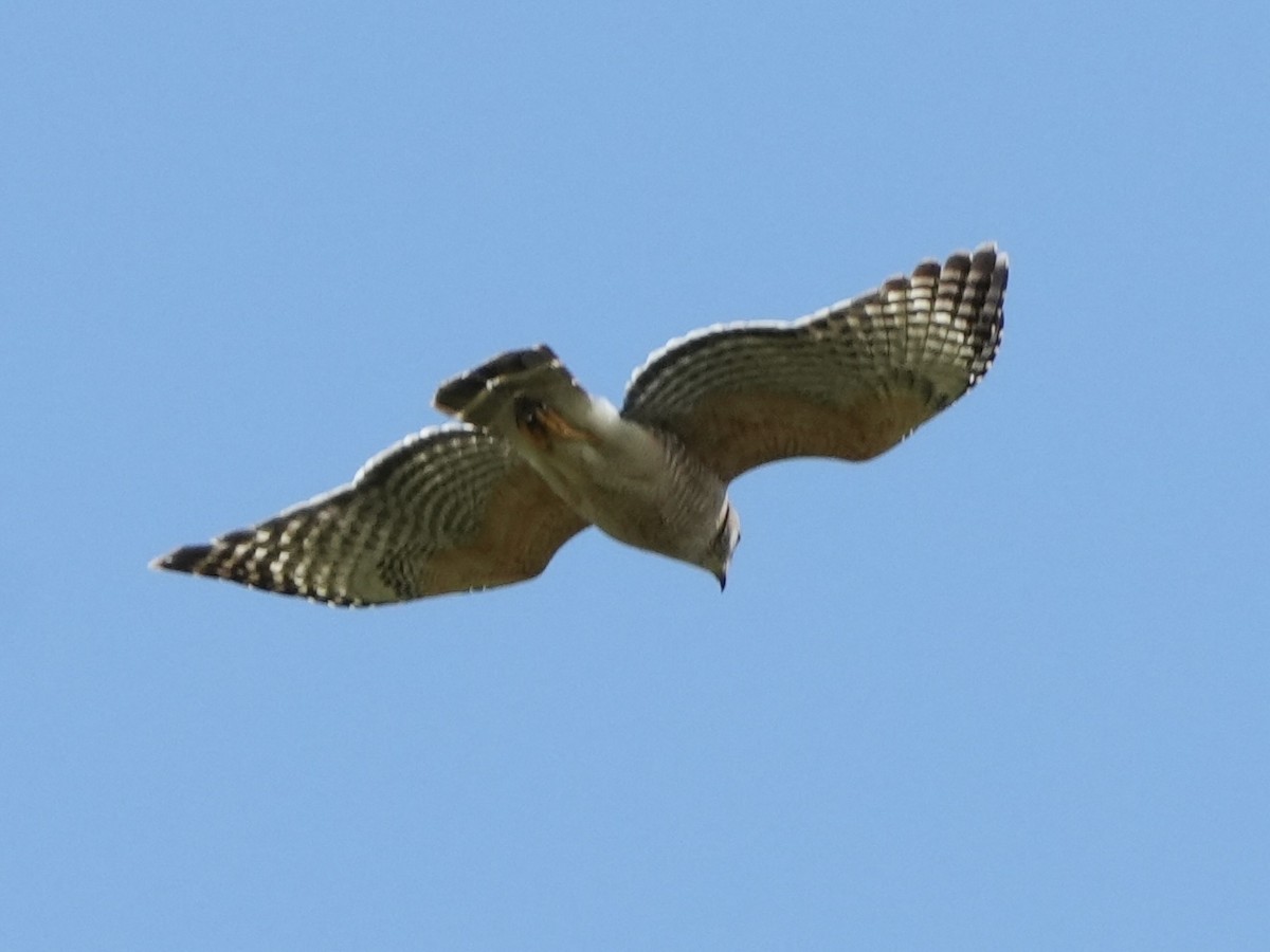 Red-shouldered Hawk - ML616033278