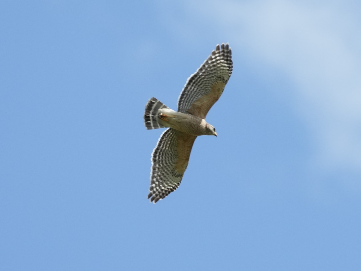 Red-shouldered Hawk - ML616033279