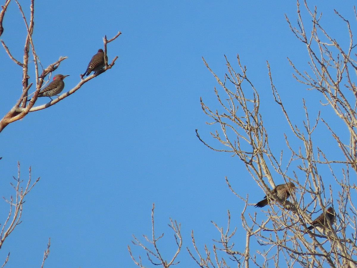 Northern Flicker - Dick Zerger