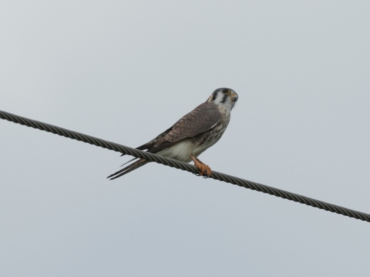 American Kestrel - ML616033295