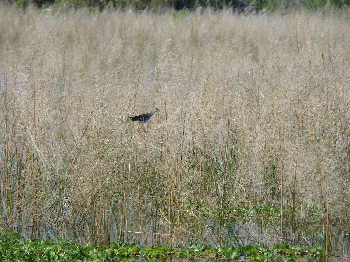 Azure Gallinule - ML616033356