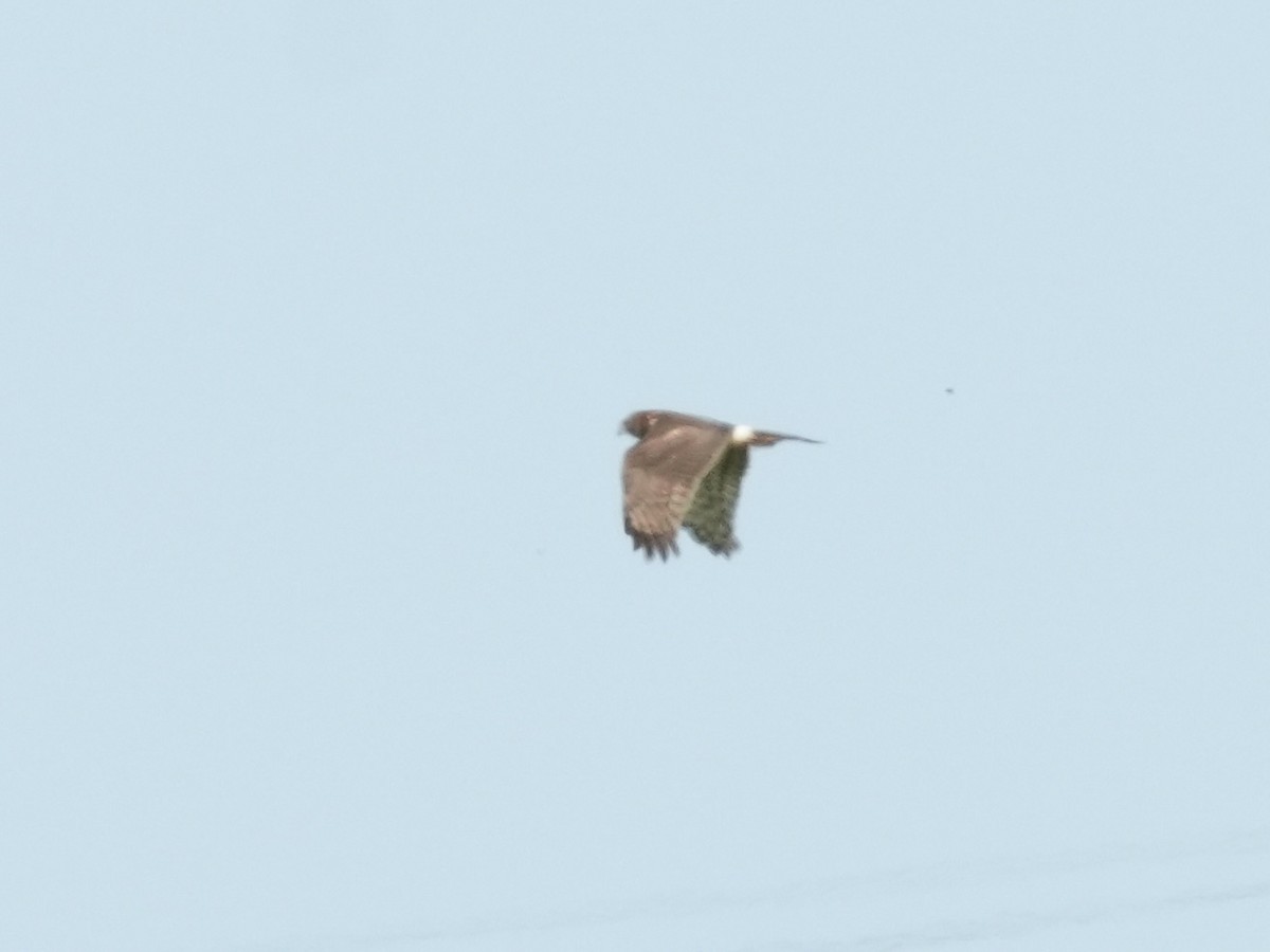 Northern Harrier - ML616033365