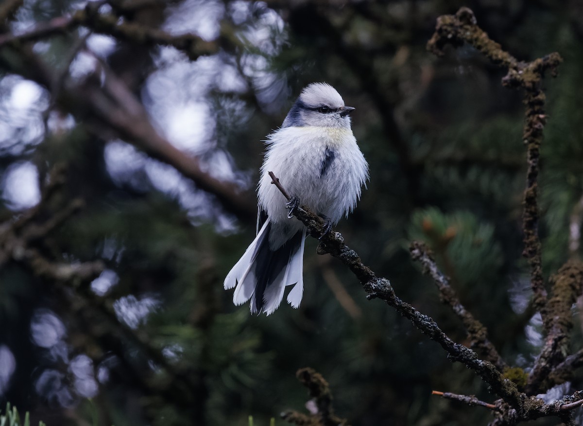 Azure Tit (Yellow-breasted) - Mike Edgecombe