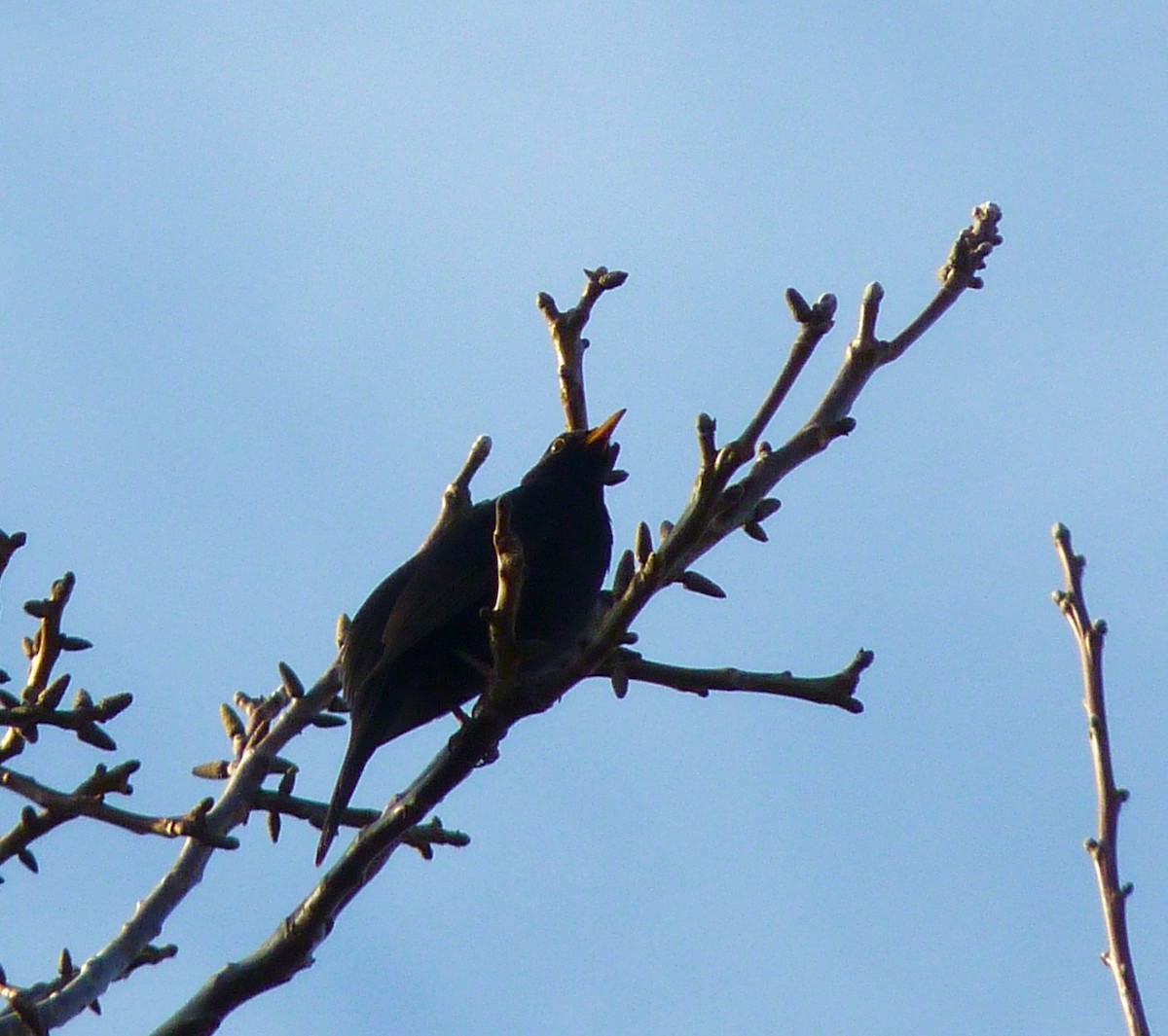Eurasian Blackbird - ML616033439