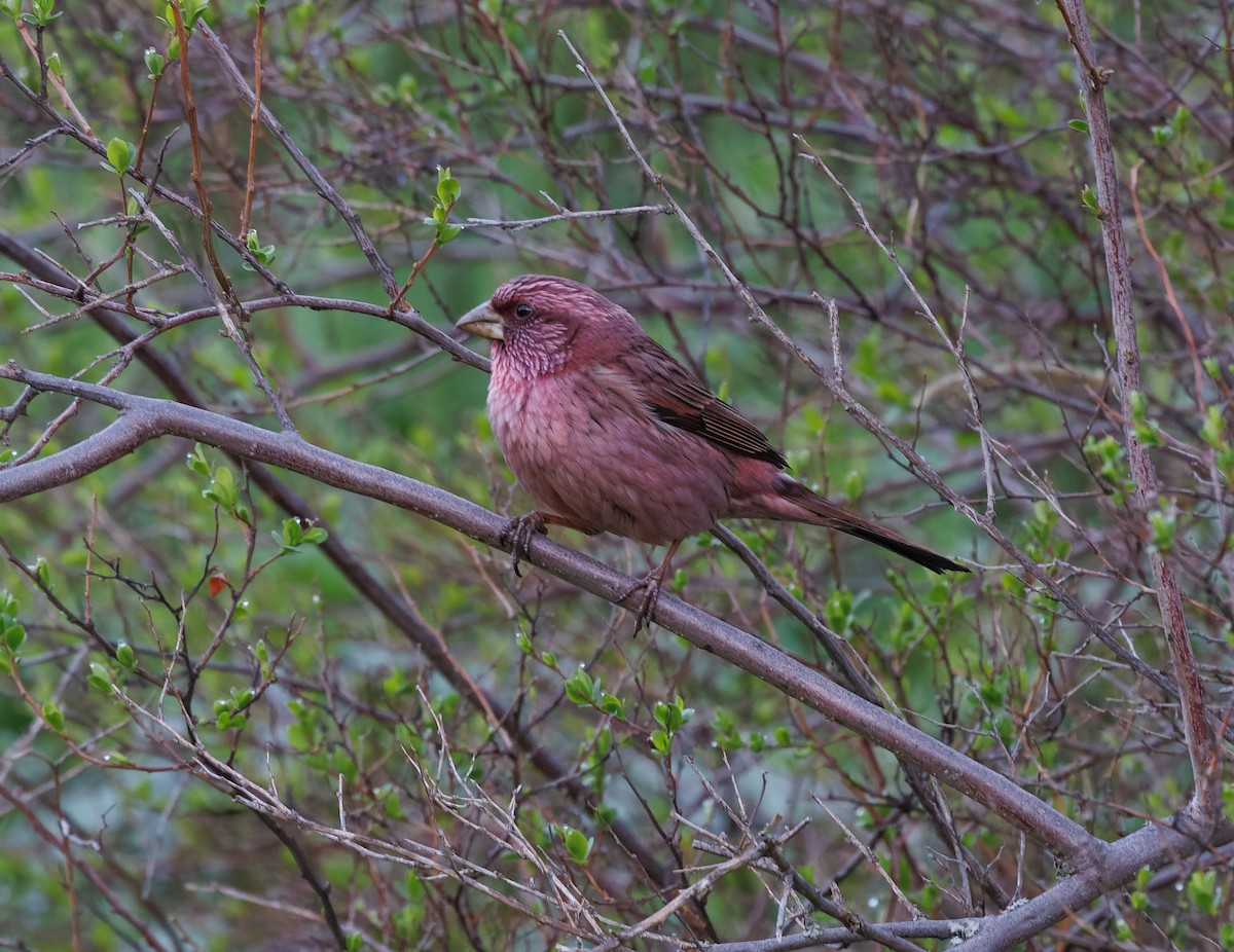 Red-mantled Rosefinch - ML616033461