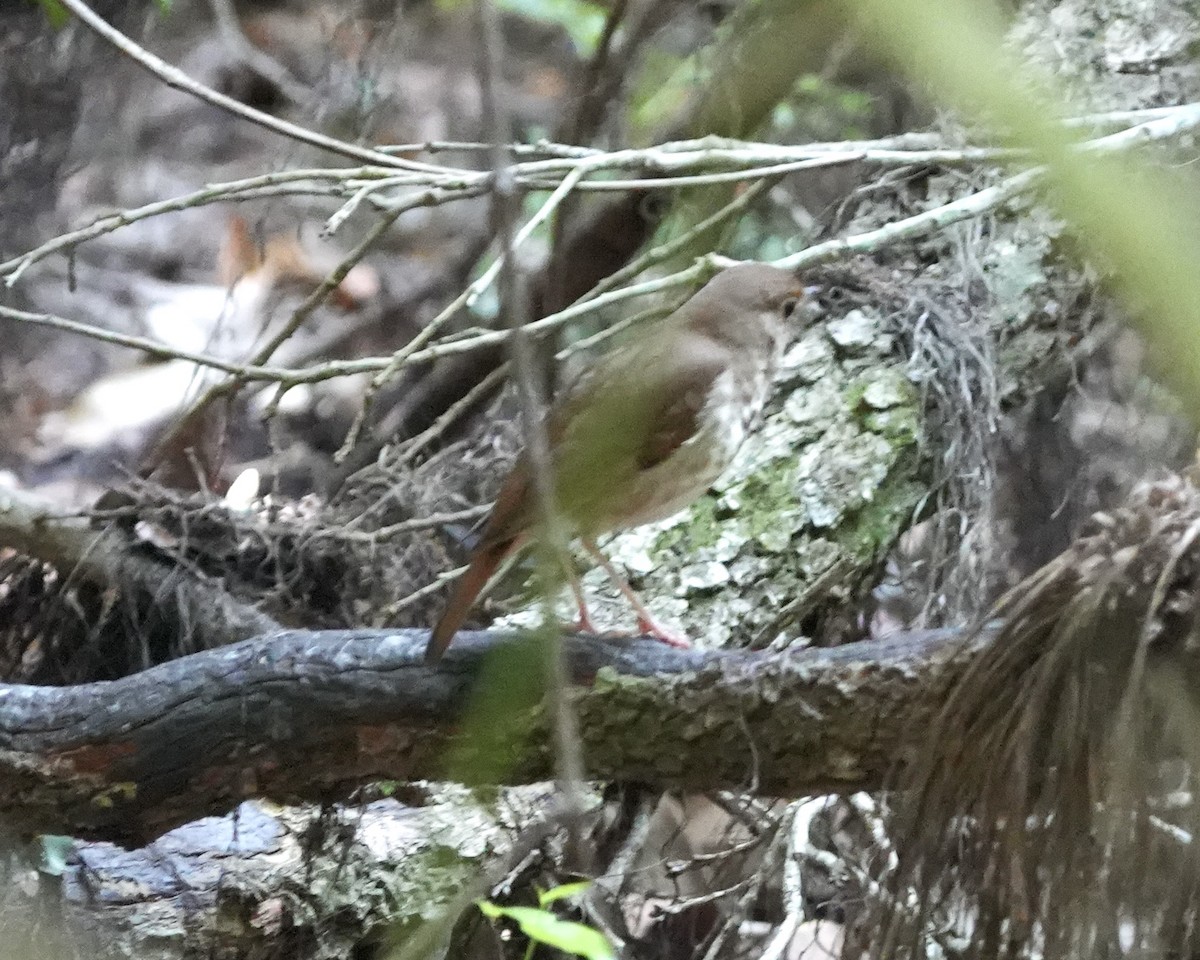 Hermit Thrush - Gloria Markiewicz