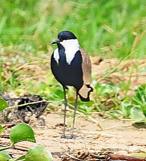 Spur-winged Lapwing - ML616033493