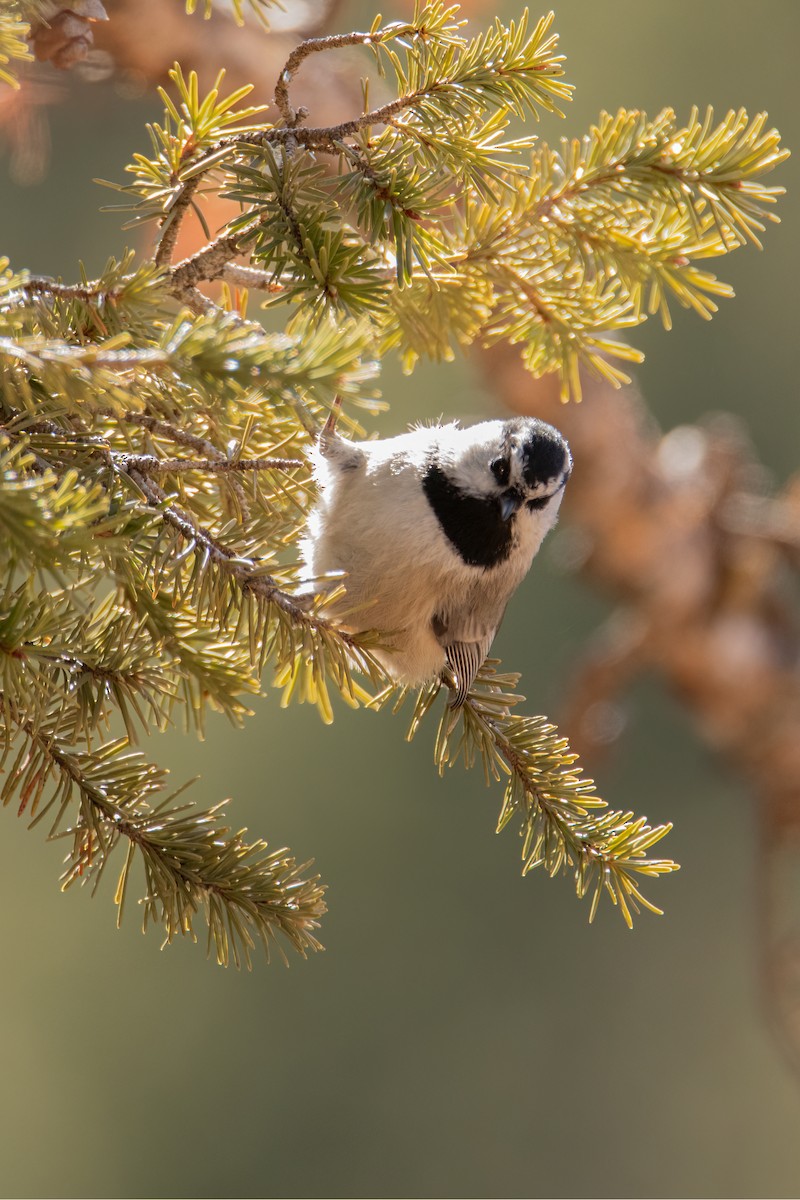 Mountain Chickadee - ML616033535