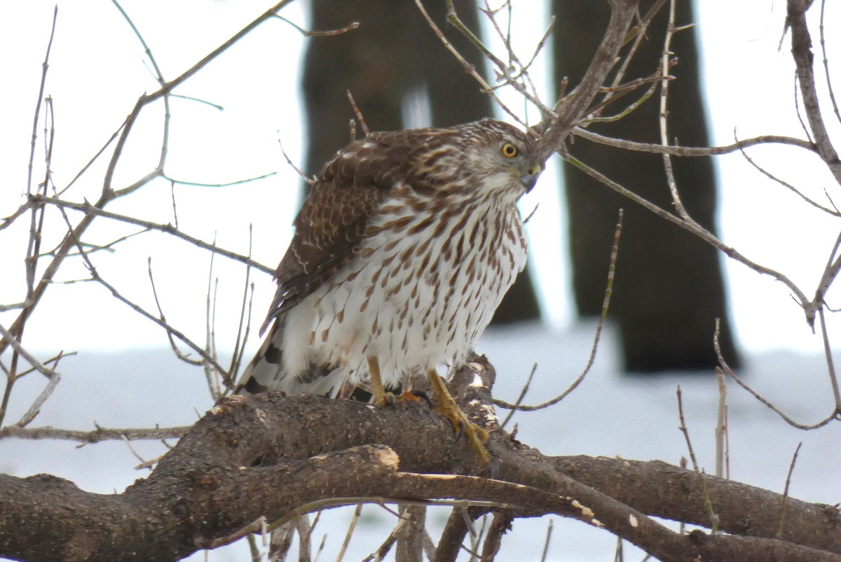 Cooper's Hawk - ML616033573