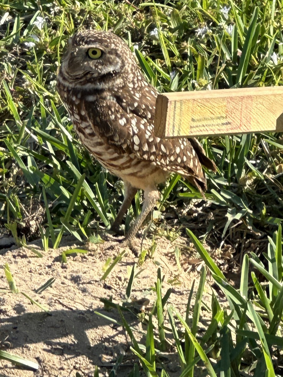 Burrowing Owl - Susan Lala