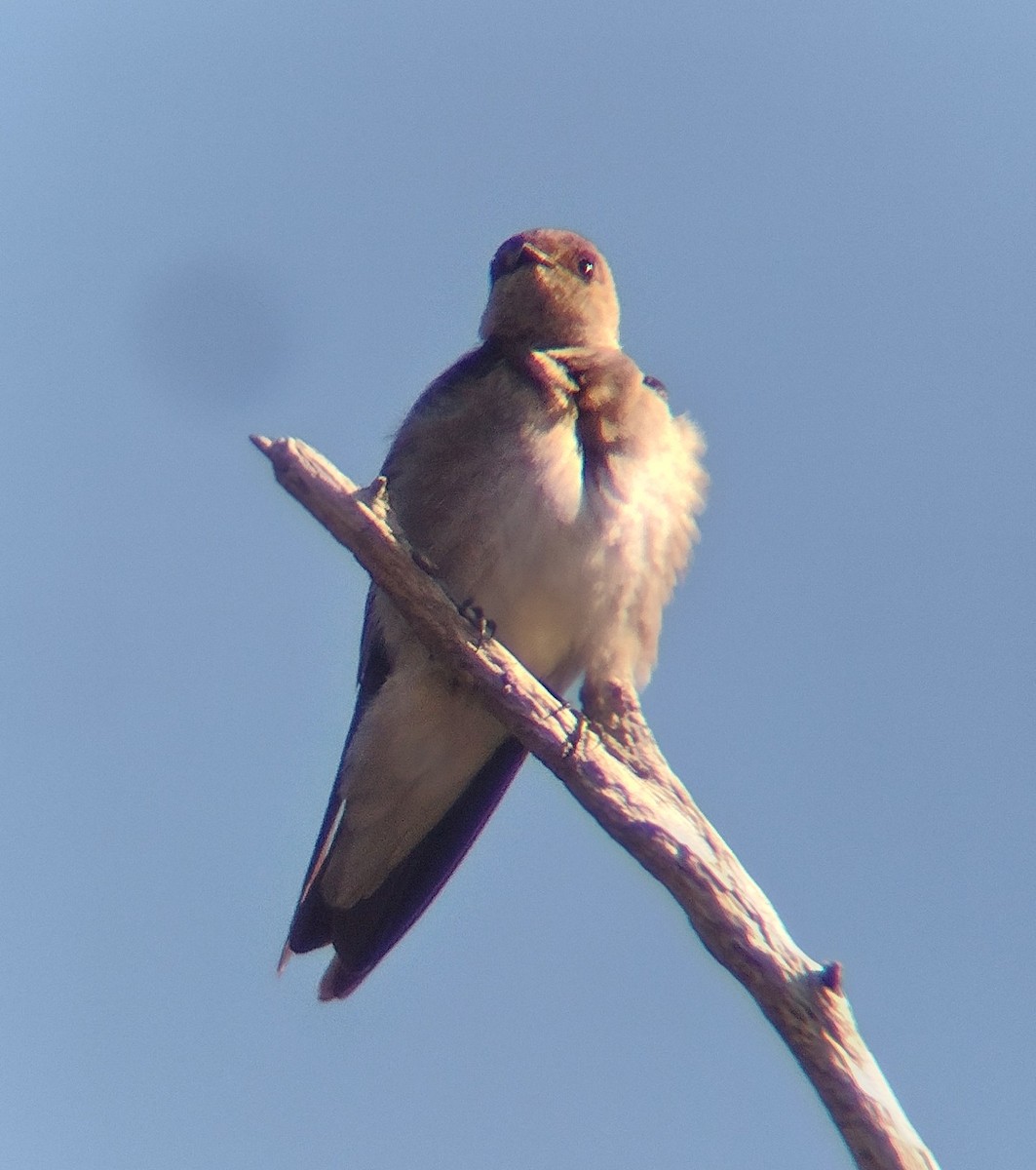 Hirondelle à ailes hérissées - ML616033585