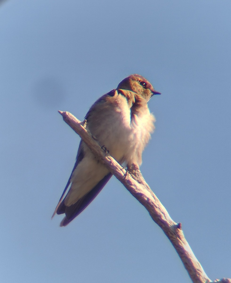 Northern Rough-winged Swallow - Jacob Jones