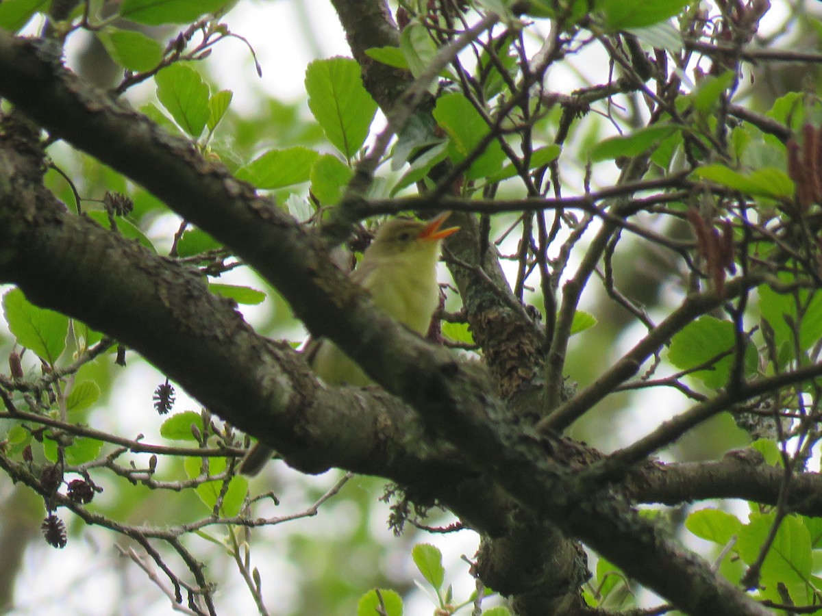 Icterine Warbler - ML616033666