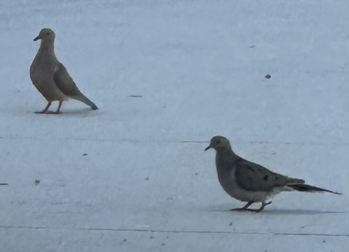 Common Ground Dove - Susan Lala