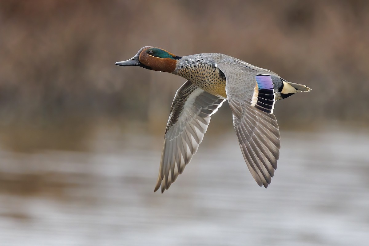 Green-winged Teal (American) - ML616033693