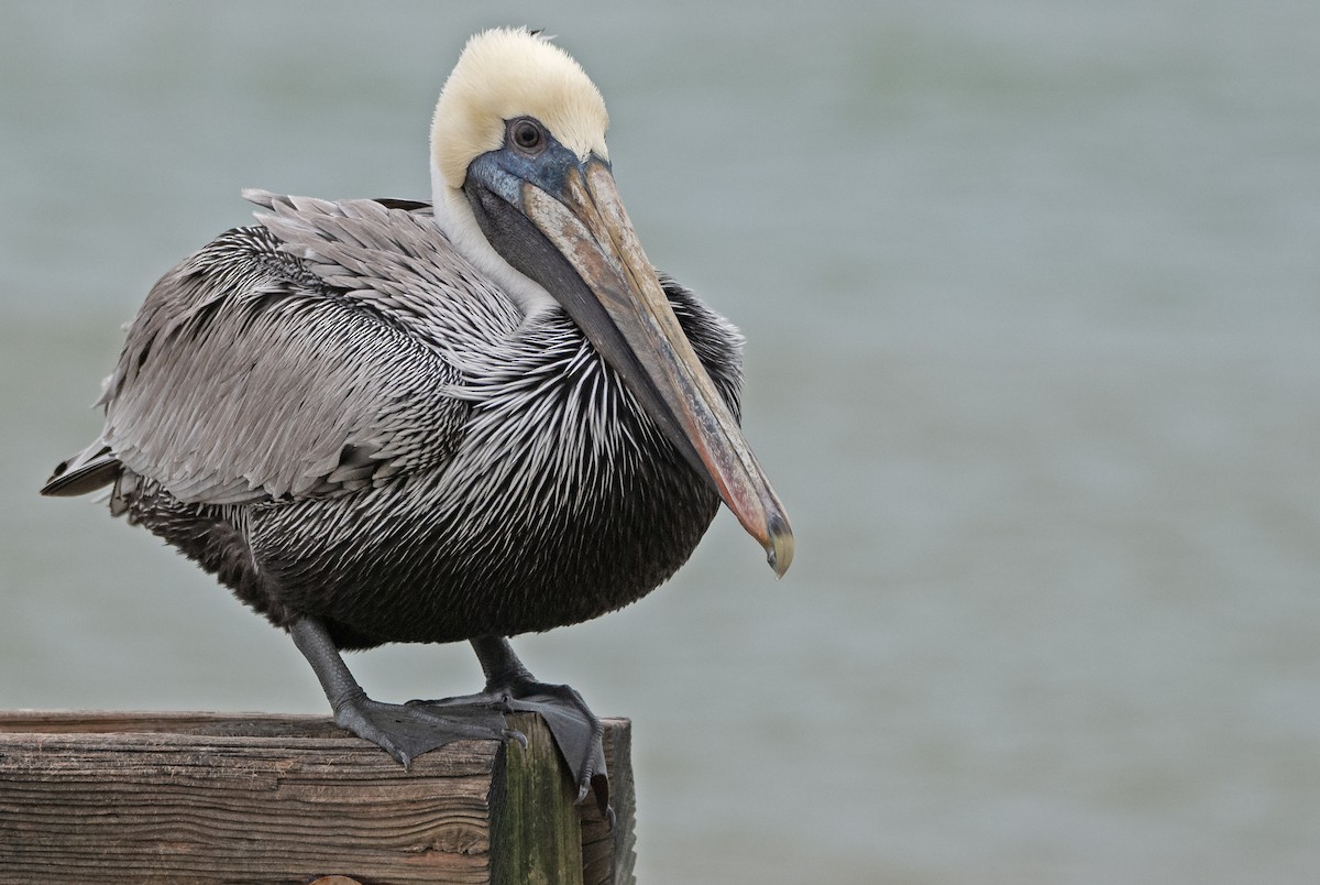 Brown Pelican - Andrew Simon