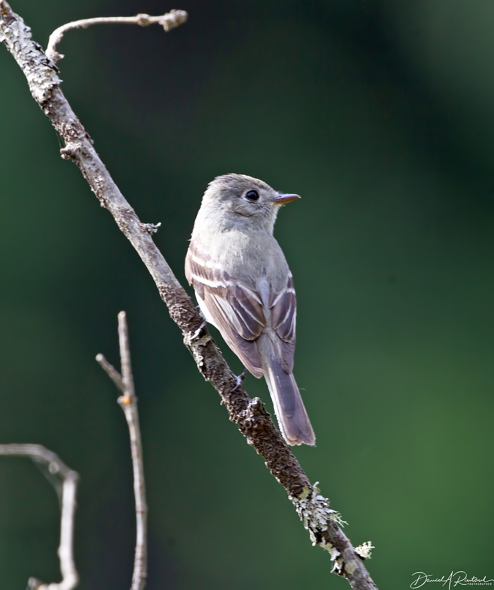 Dusky Flycatcher - Dave Rintoul