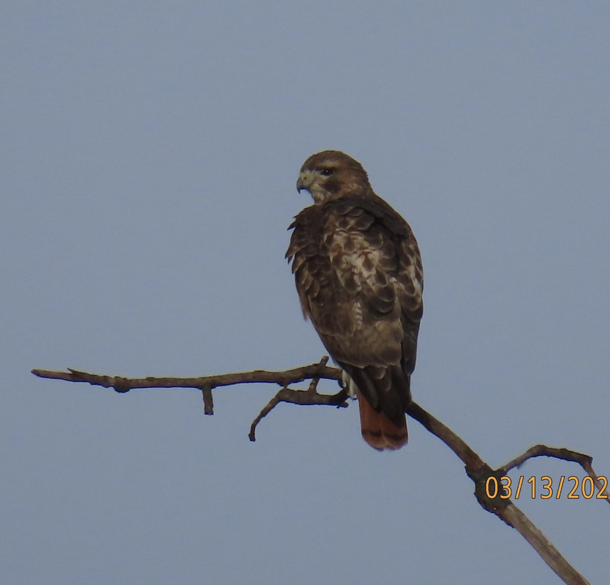 Rotschwanzbussard - ML616033807