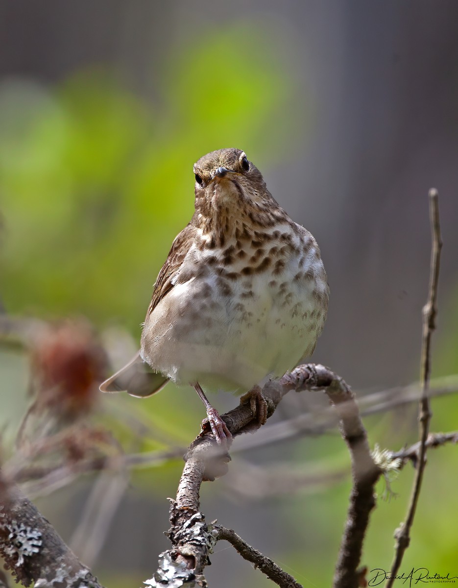 Swainson's Thrush - ML616033820