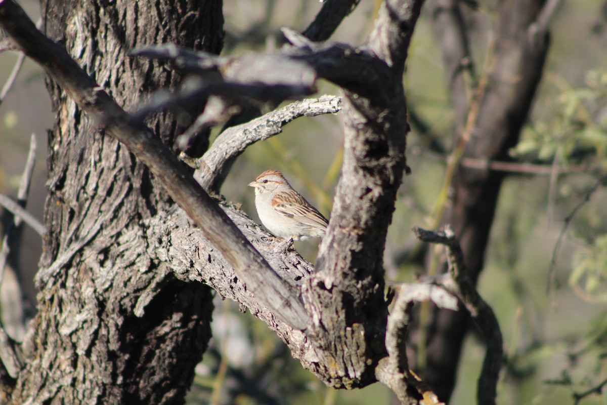 Rufous-winged Sparrow - Grant Medlin