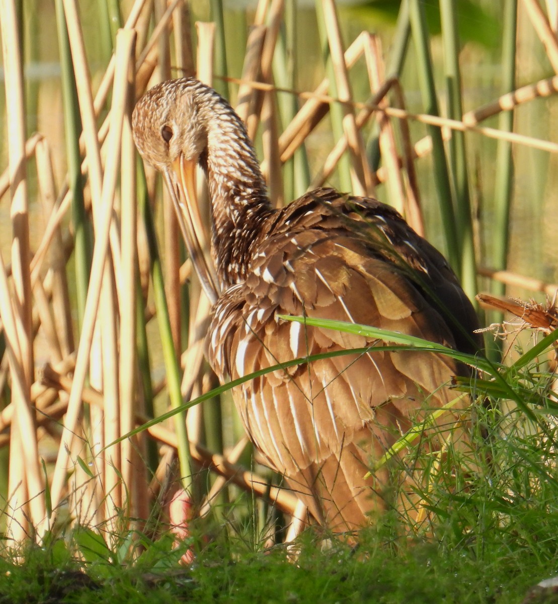 Limpkin - ML616033865