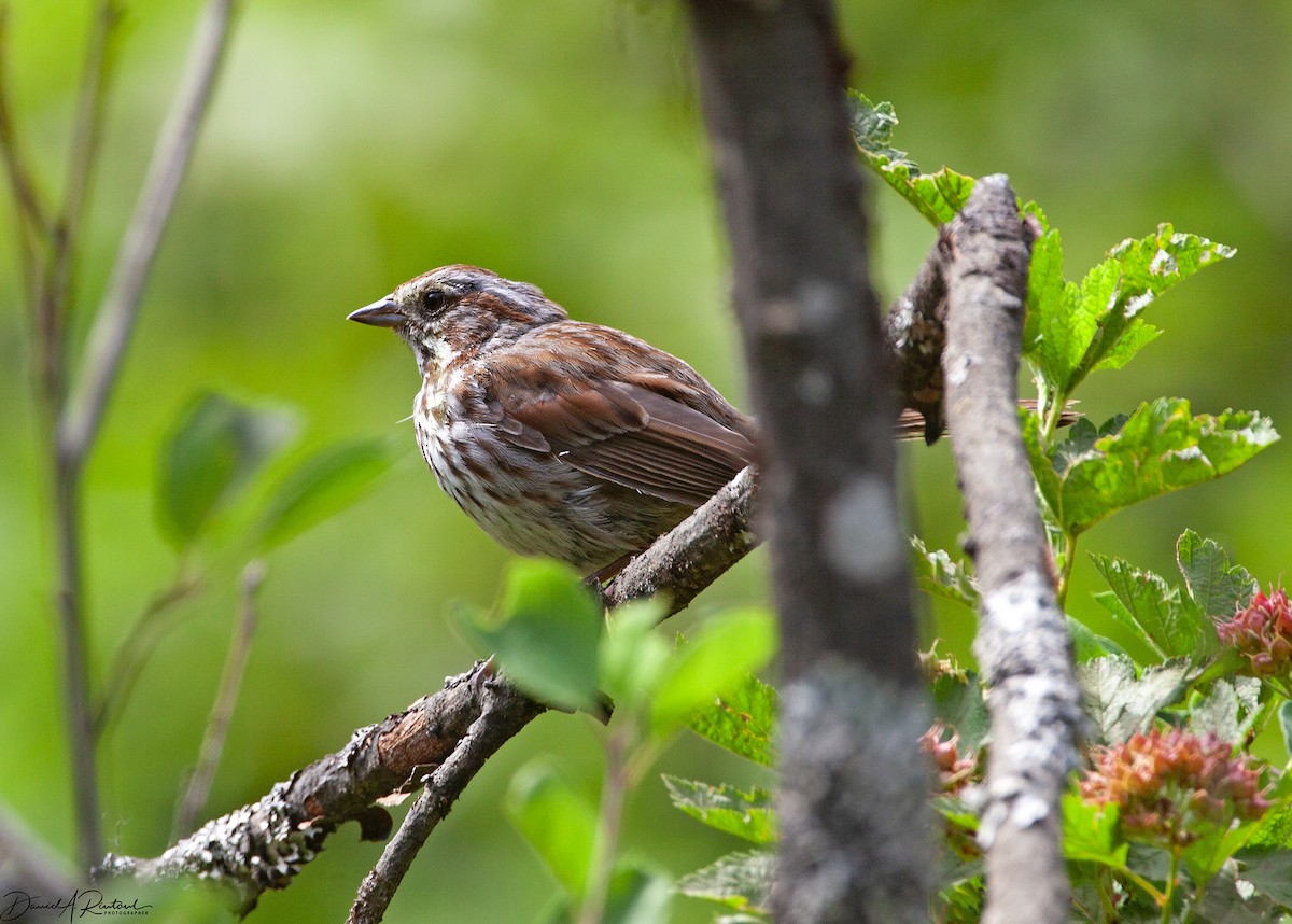Song Sparrow - Dave Rintoul