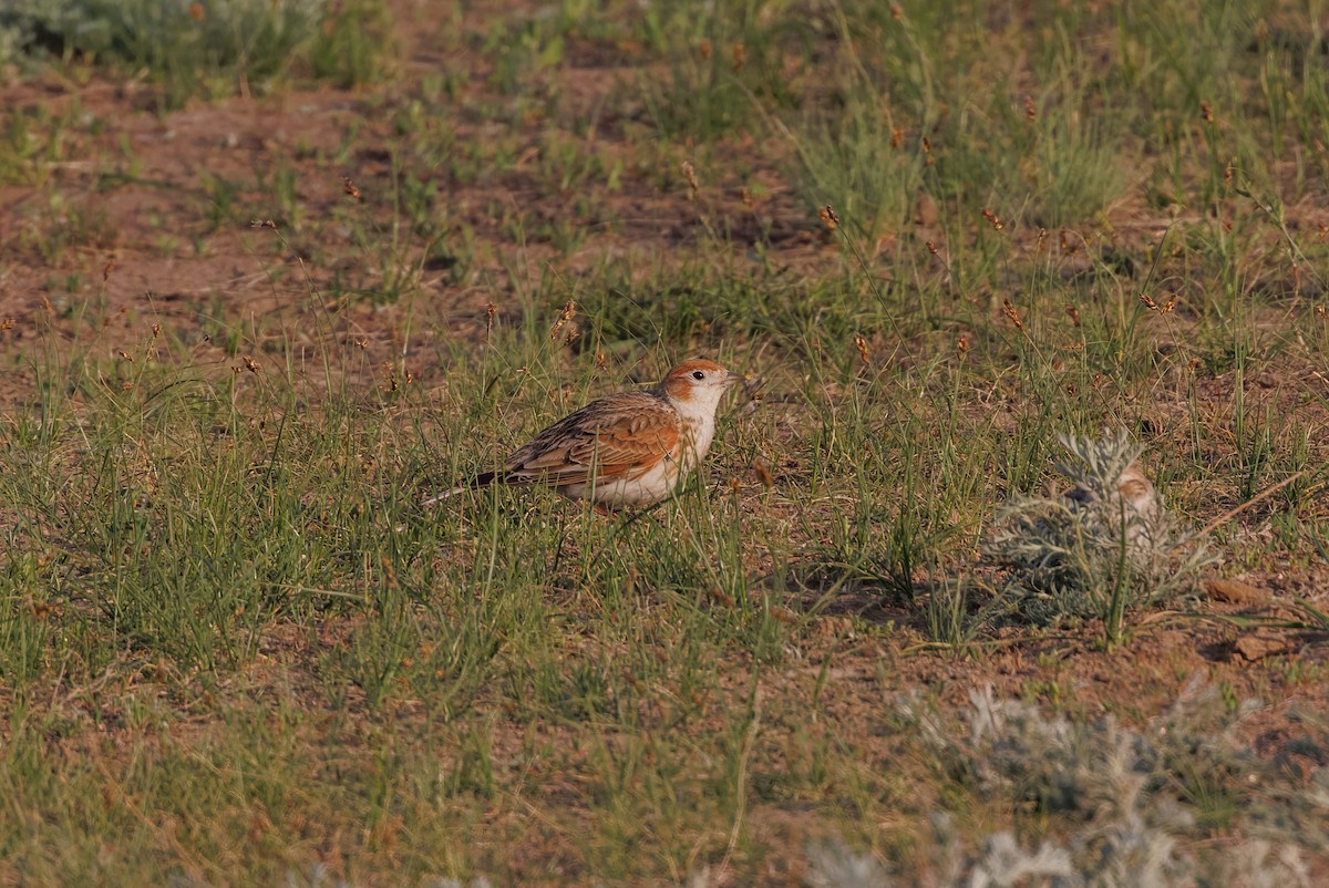 Calandria Aliblanca - ML616033885