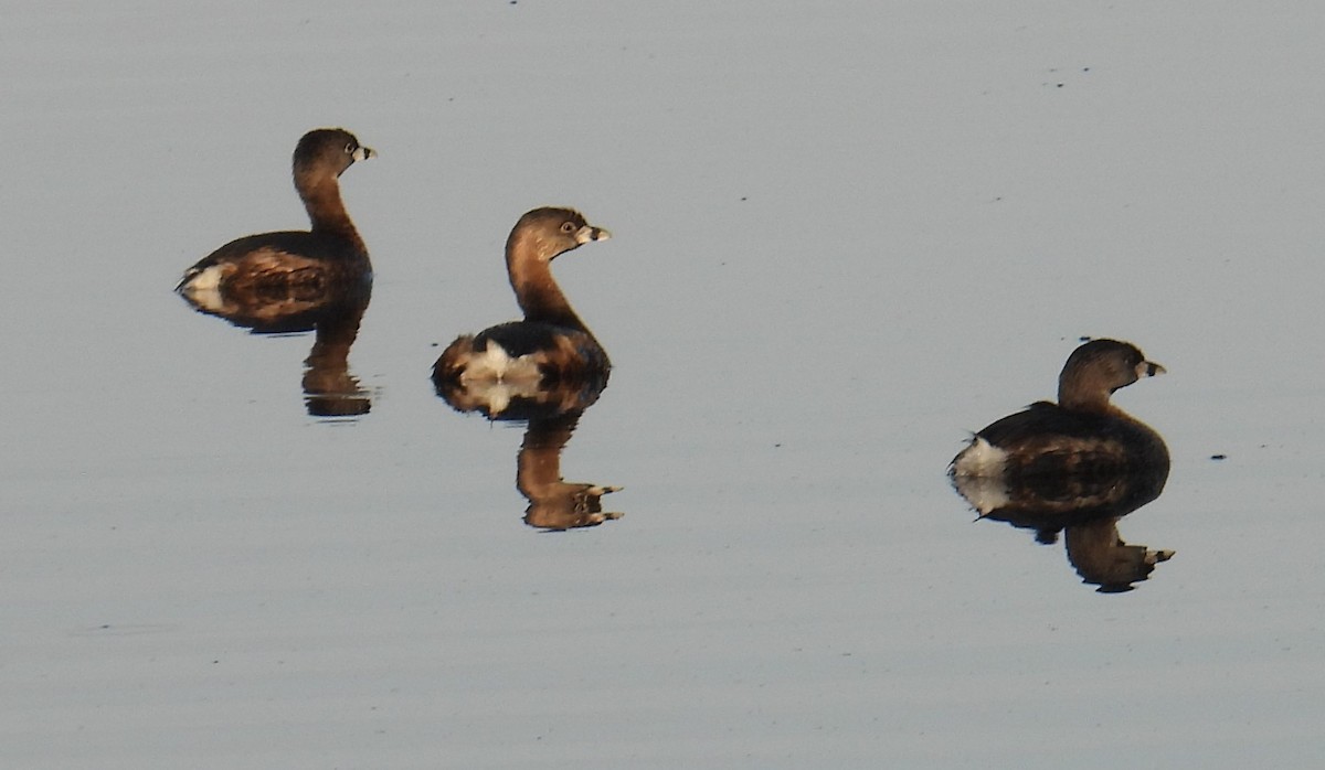 Pied-billed Grebe - ML616033902