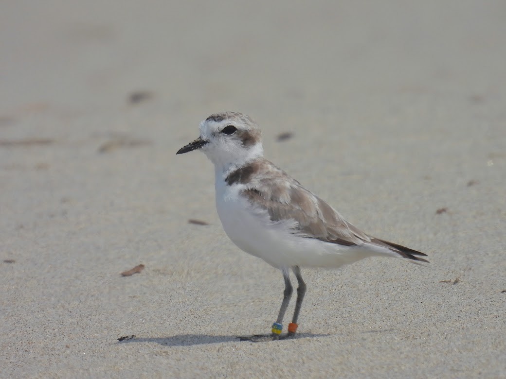 Snowy Plover - ML616033921