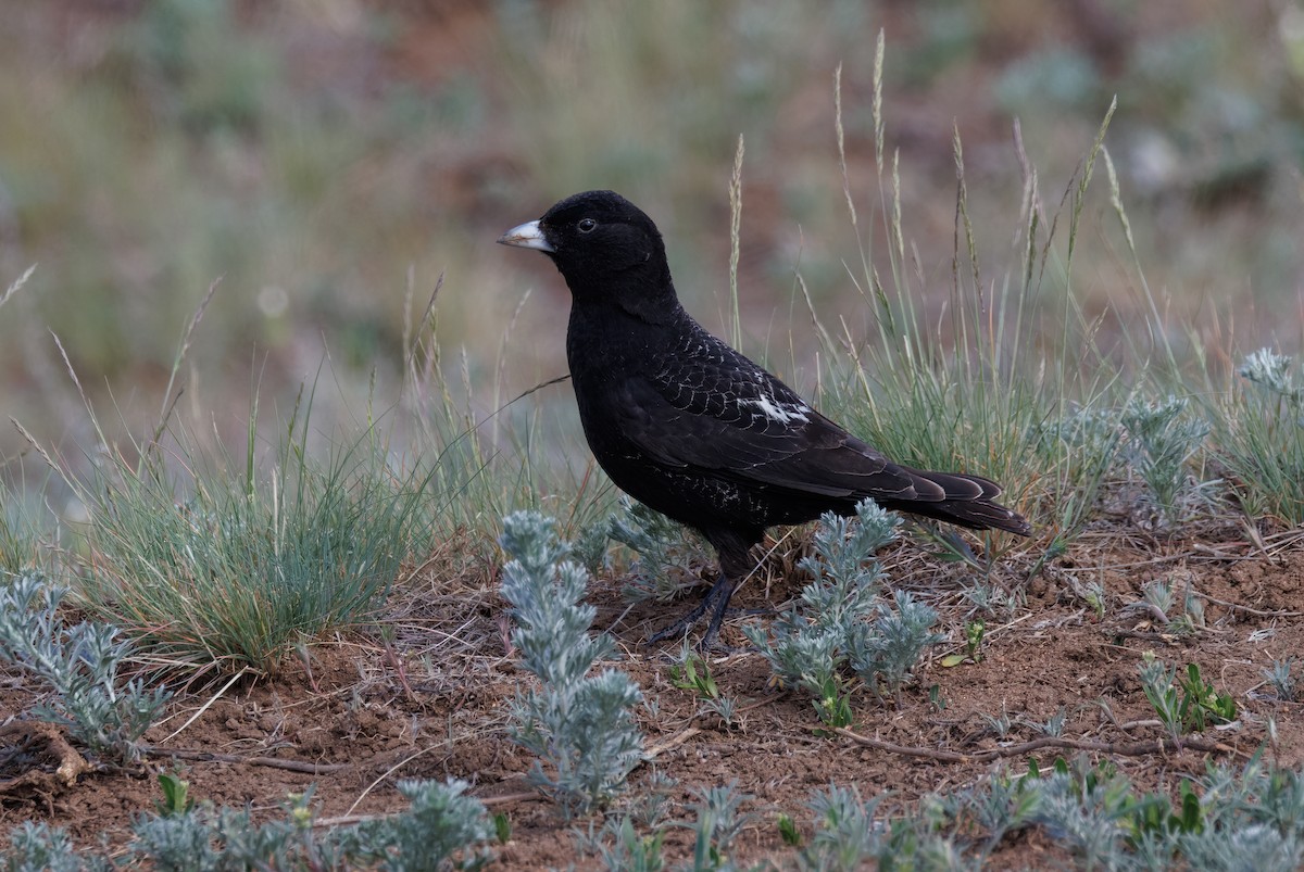 Black Lark - Mike Edgecombe