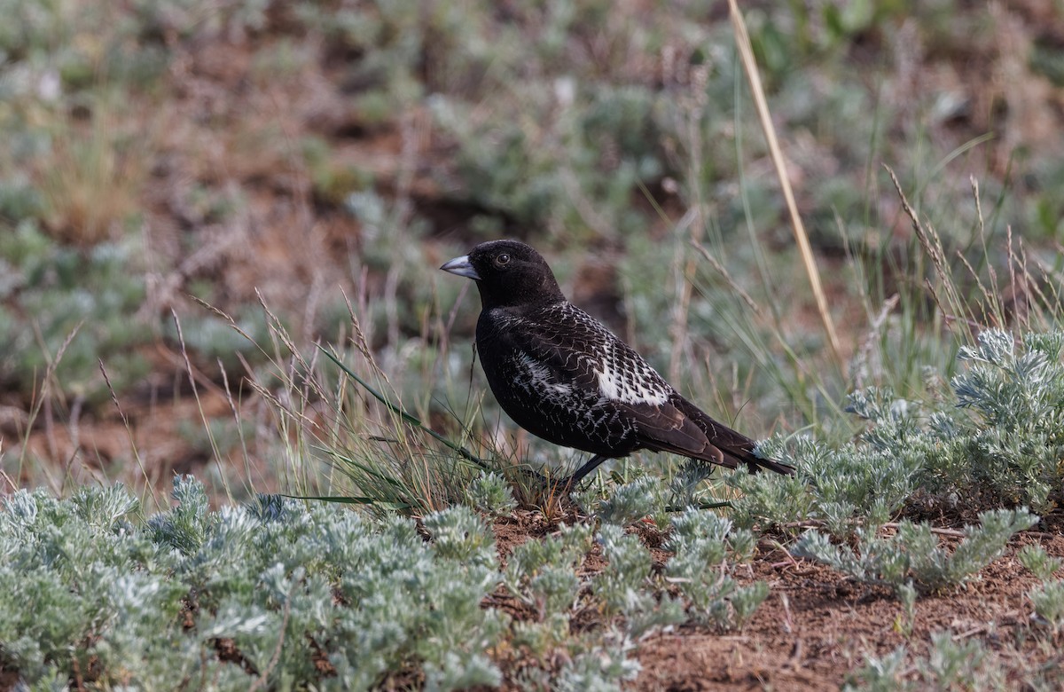 Black Lark - Mike Edgecombe