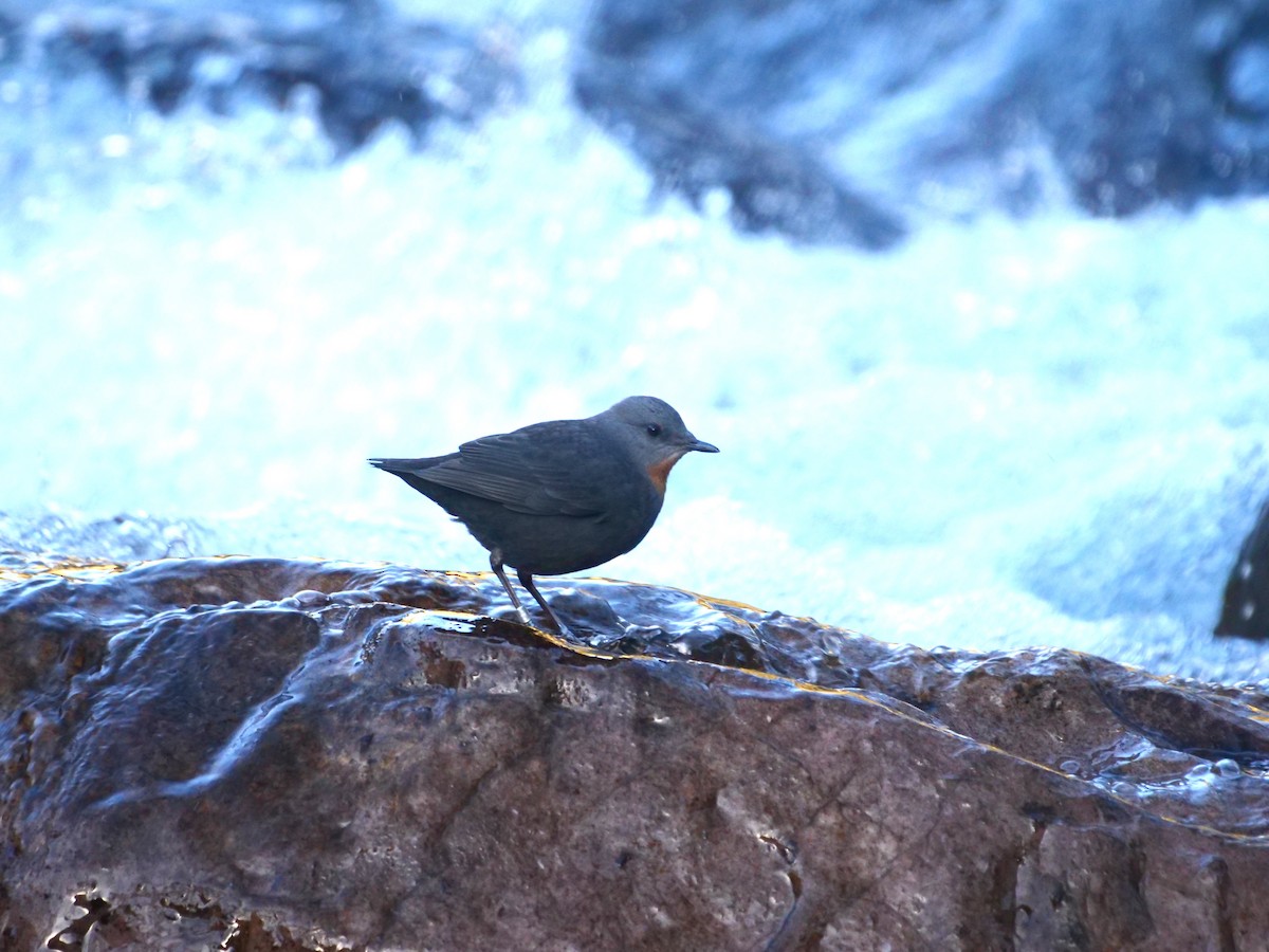 Rufous-throated Dipper - ML616033986