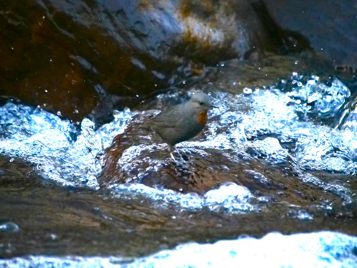 Rufous-throated Dipper - ML616033987