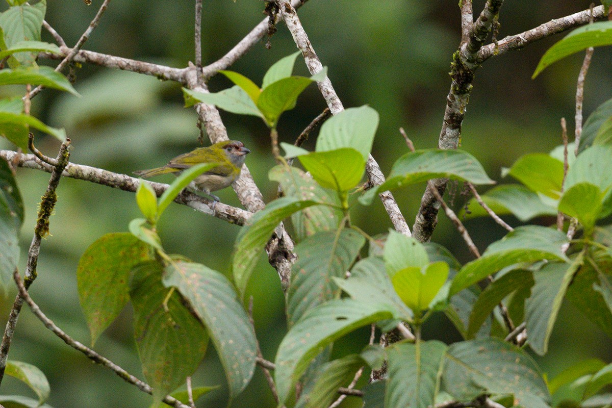 Black-billed Peppershrike - ML616033995