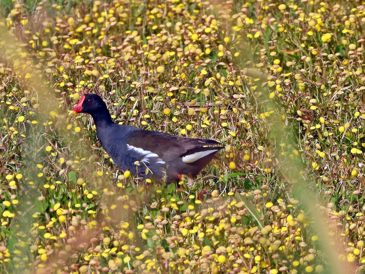 Gallinule poule-d'eau - ML616034012