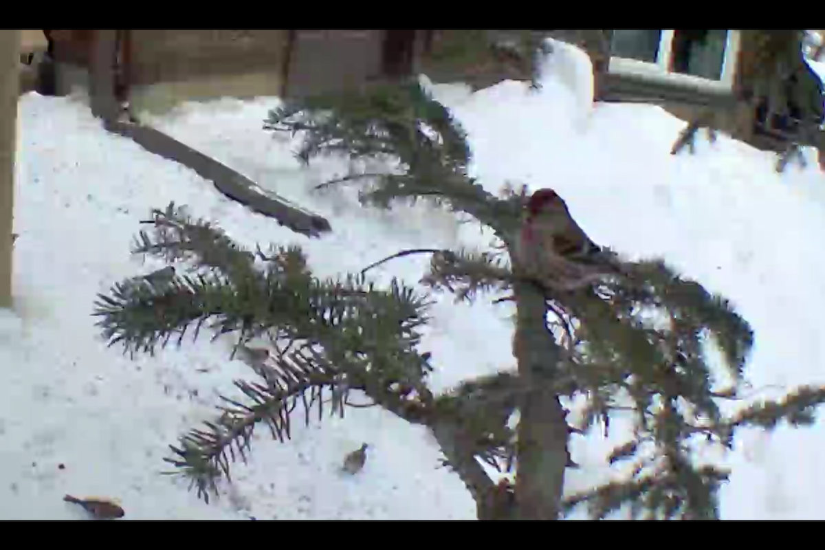 Common Redpoll - ML616034038