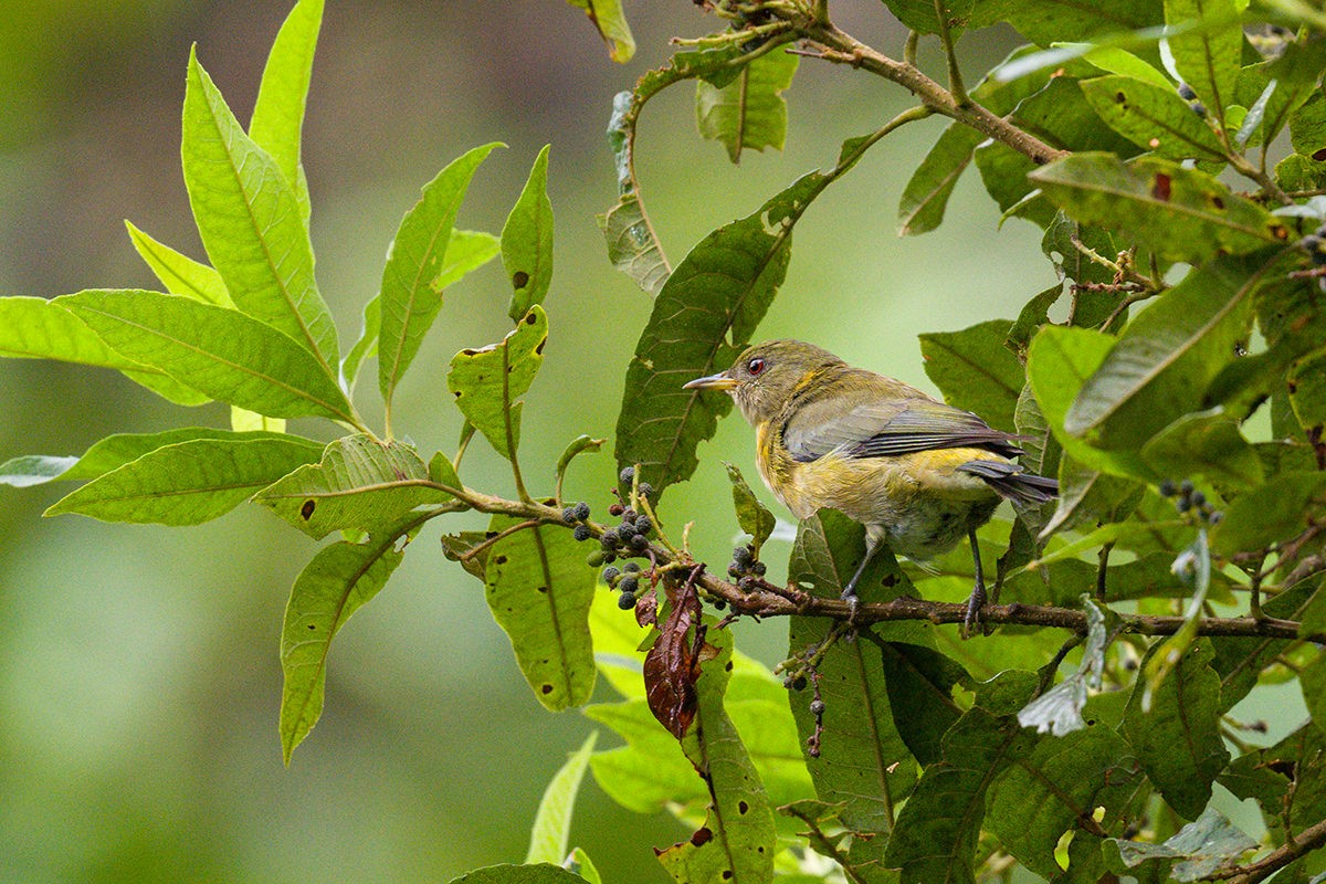 Golden-collared Honeycreeper - ML616034039