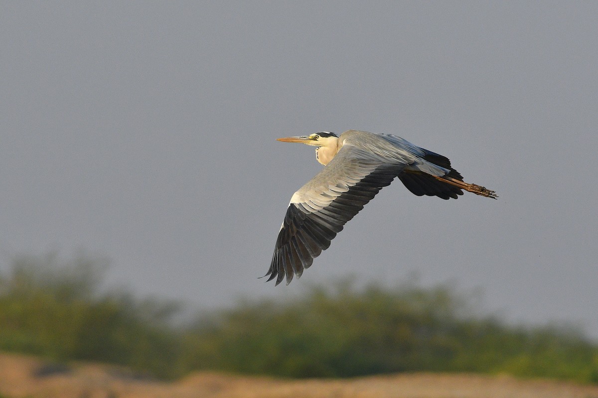 Gray Heron - Mayur Patel