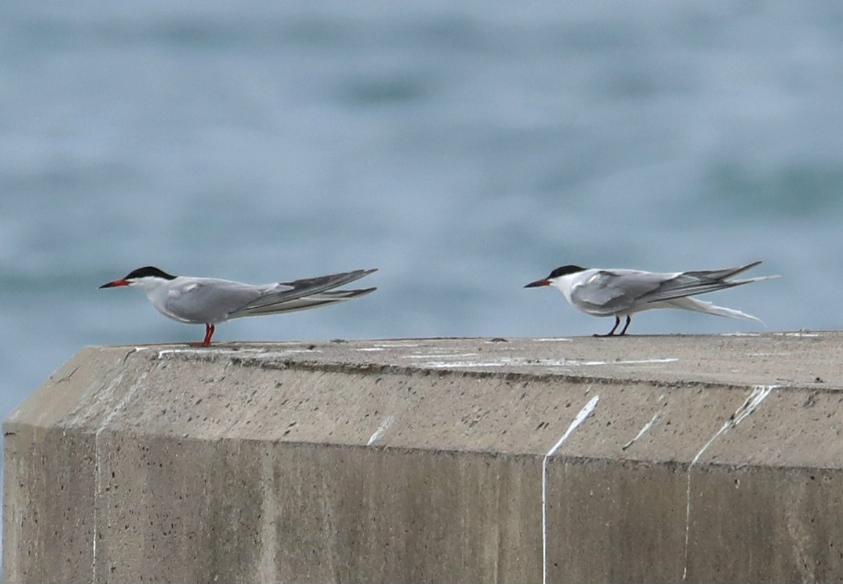 Common Tern - ML616034085