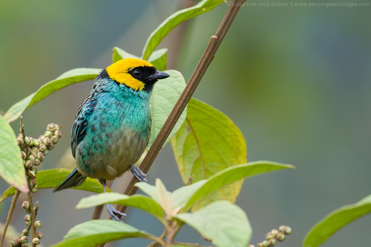 Saffron-crowned Tanager - ML616034122