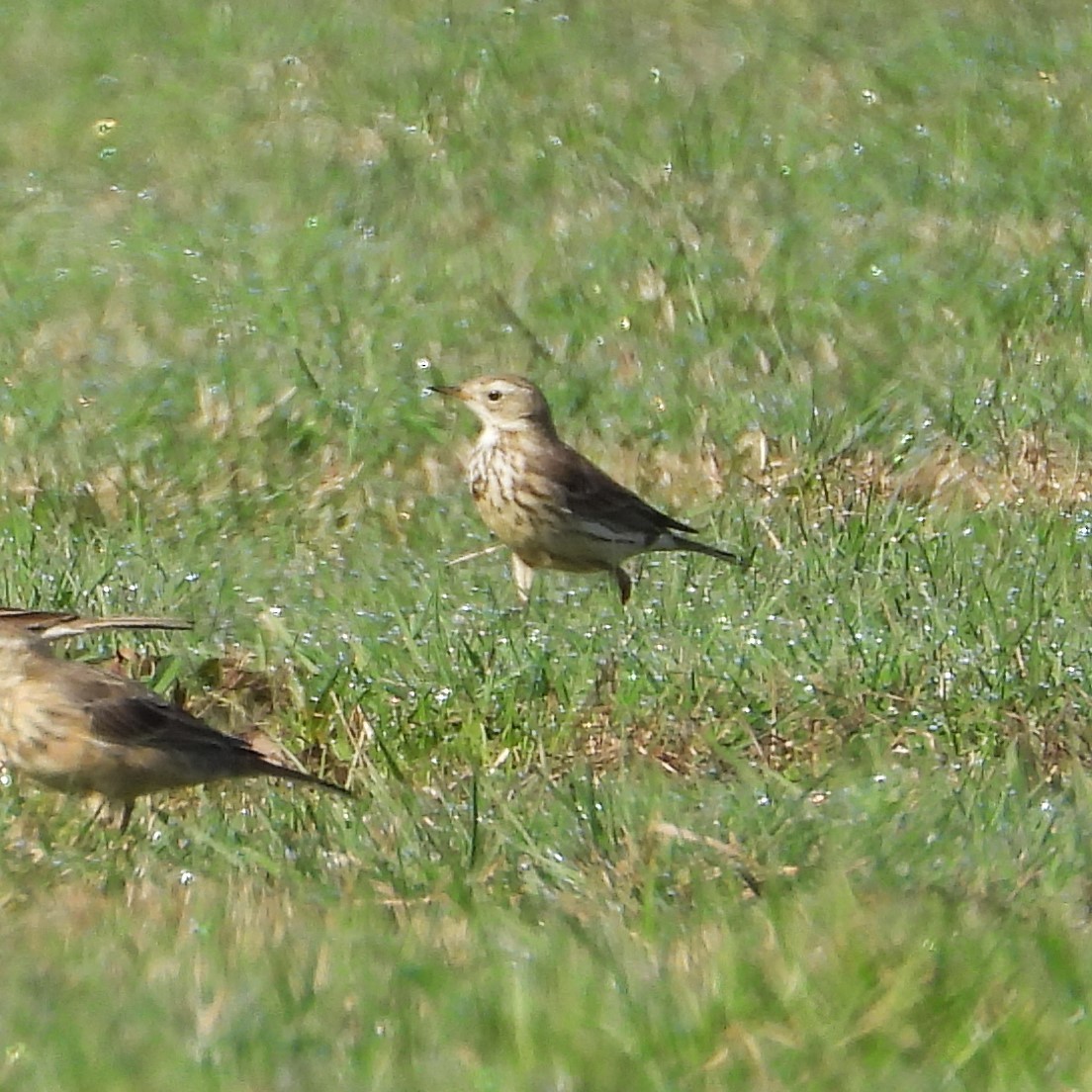 Pipit d'Amérique - ML616034164