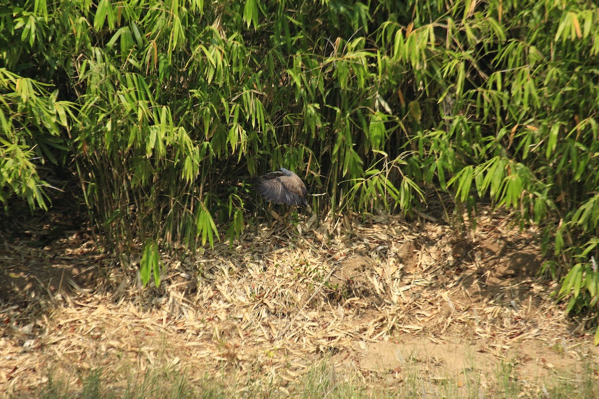 Lesser/Gray-headed Fish-Eagle - ML616034201