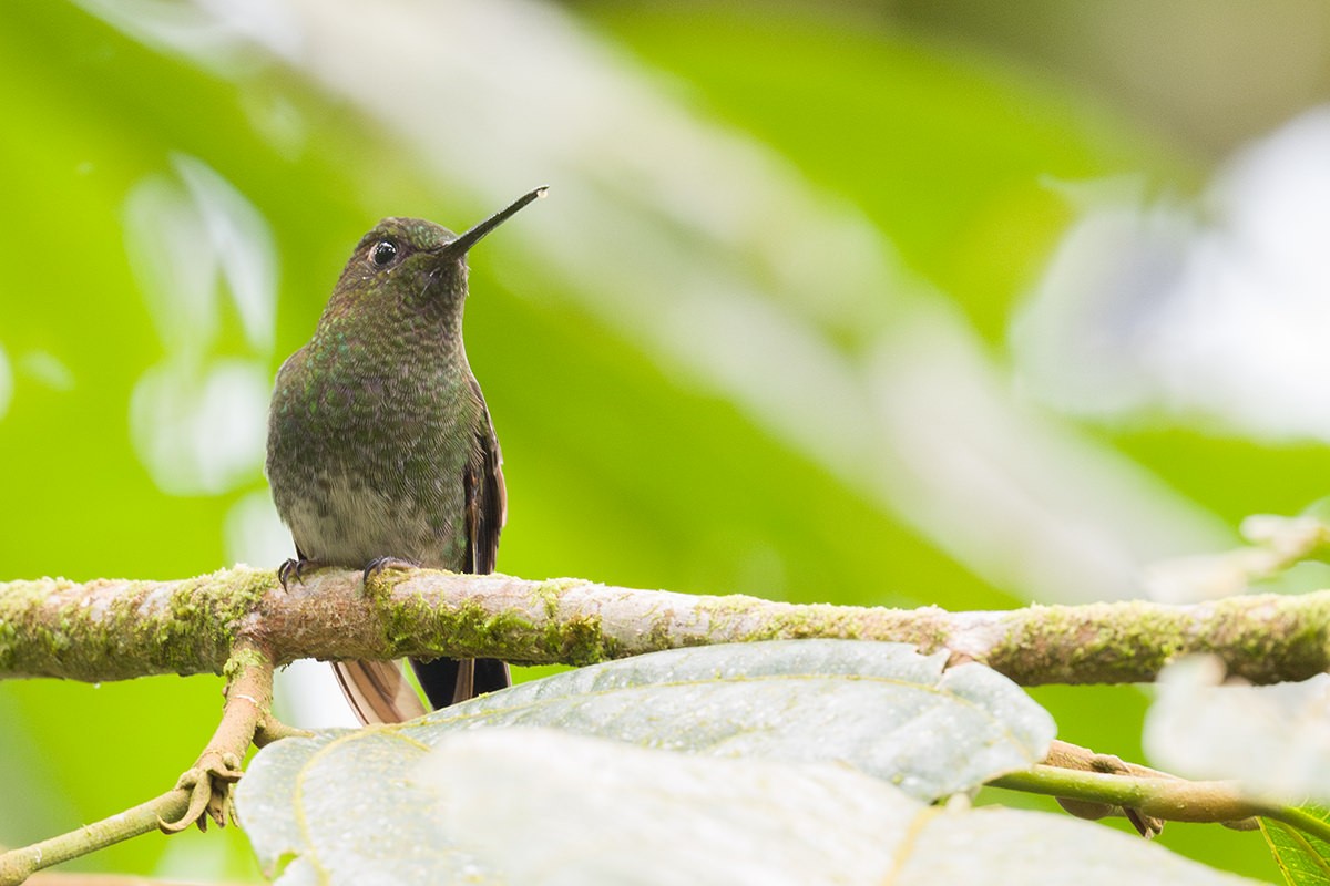 Greenish Puffleg - ML616034211