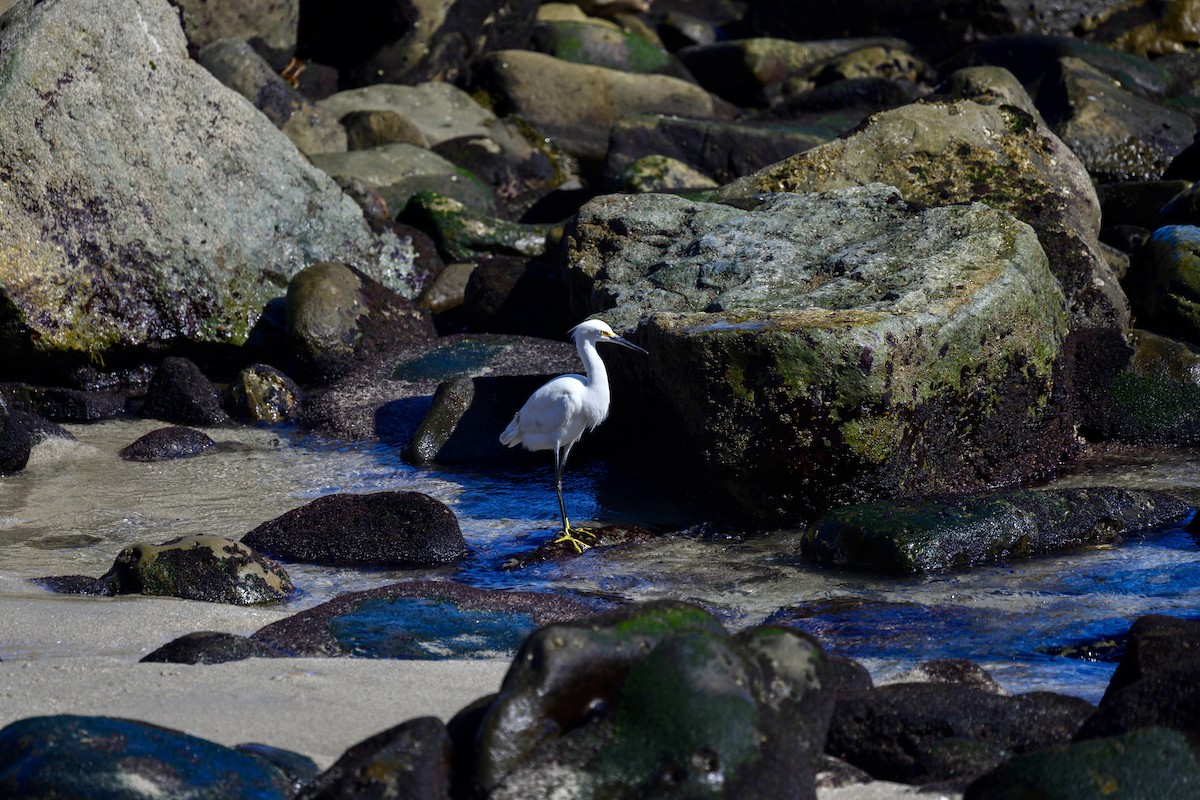 Snowy Egret - ML616034226