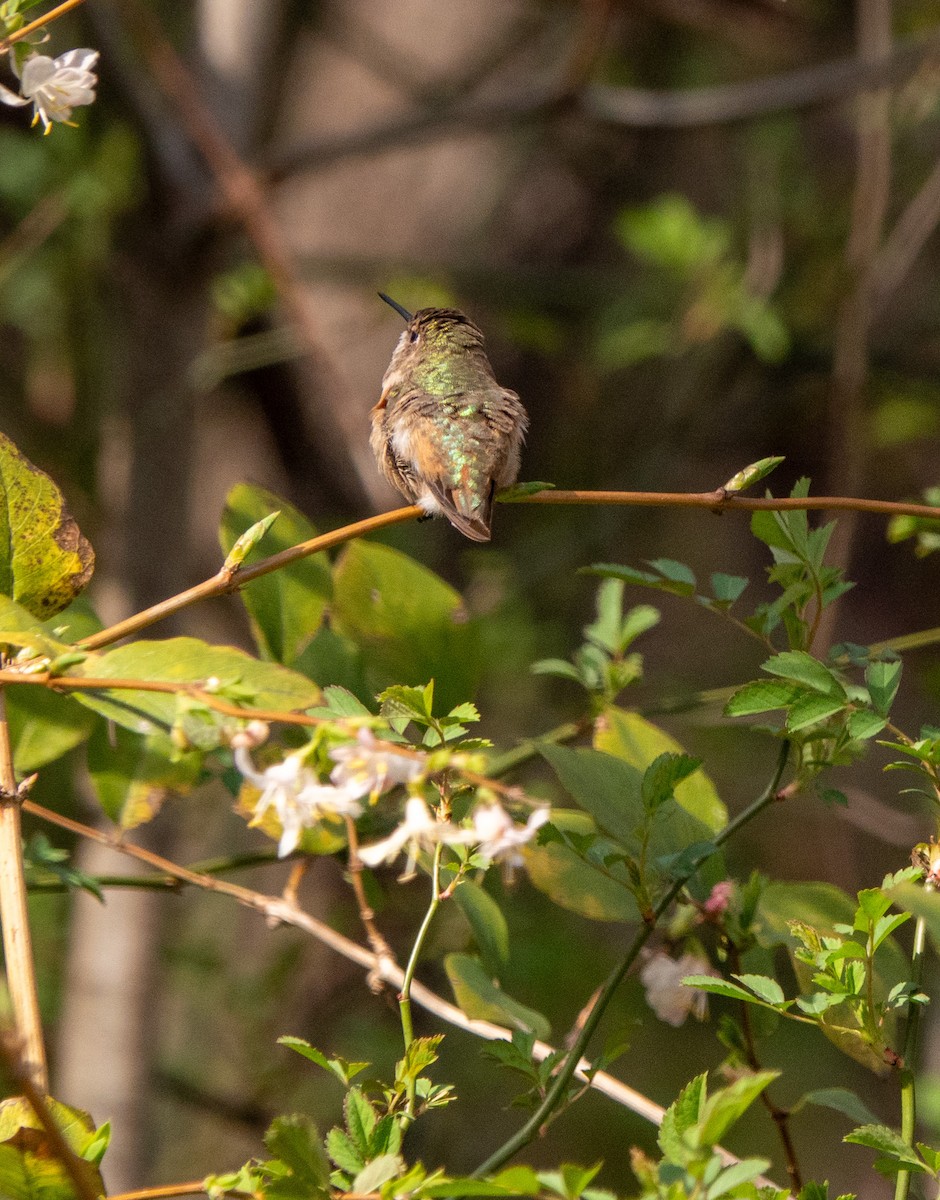 Rufous Hummingbird - Daniel Smith
