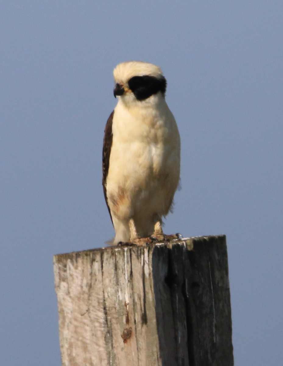 Laughing Falcon - ML616034275