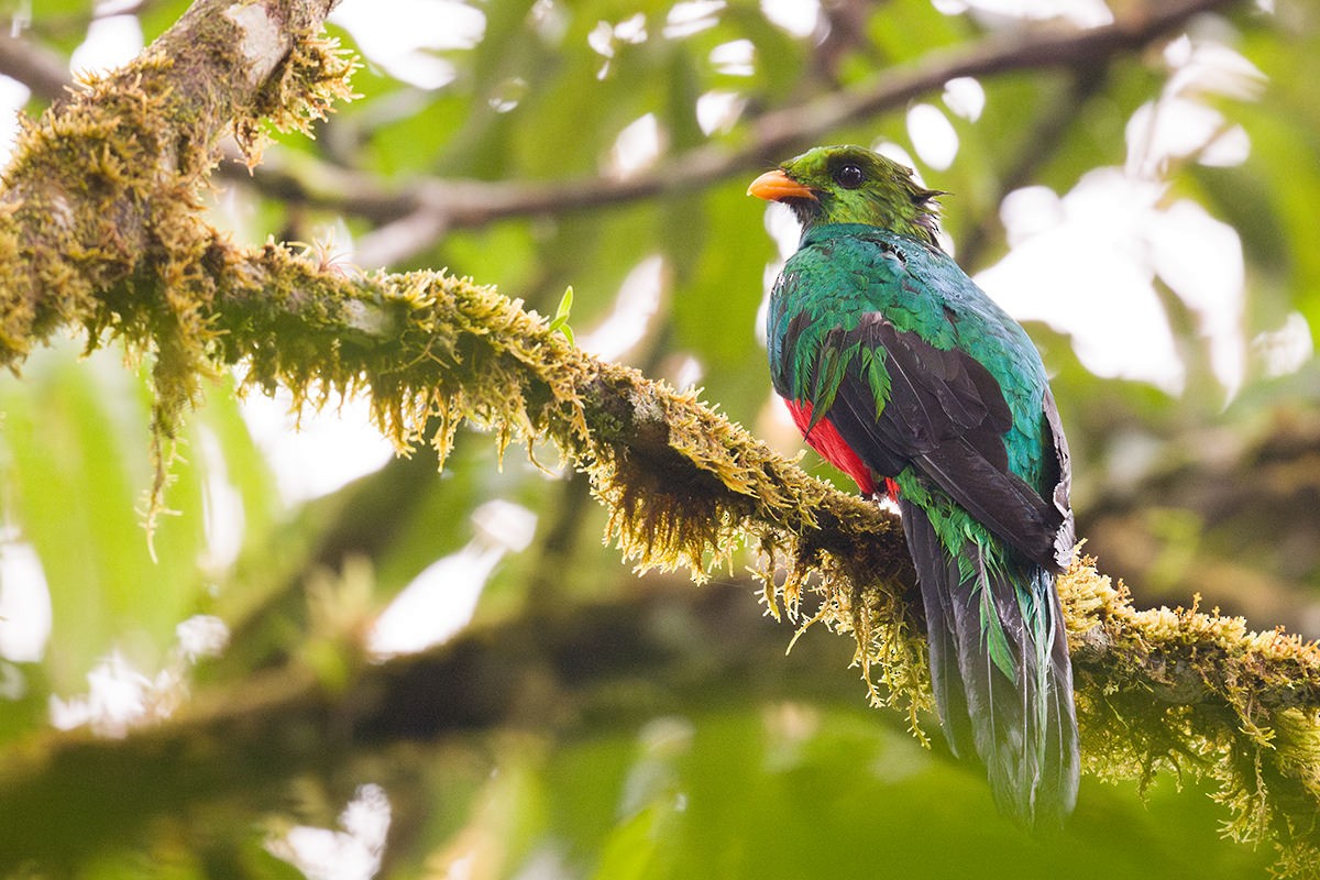 Golden-headed Quetzal - ML616034290