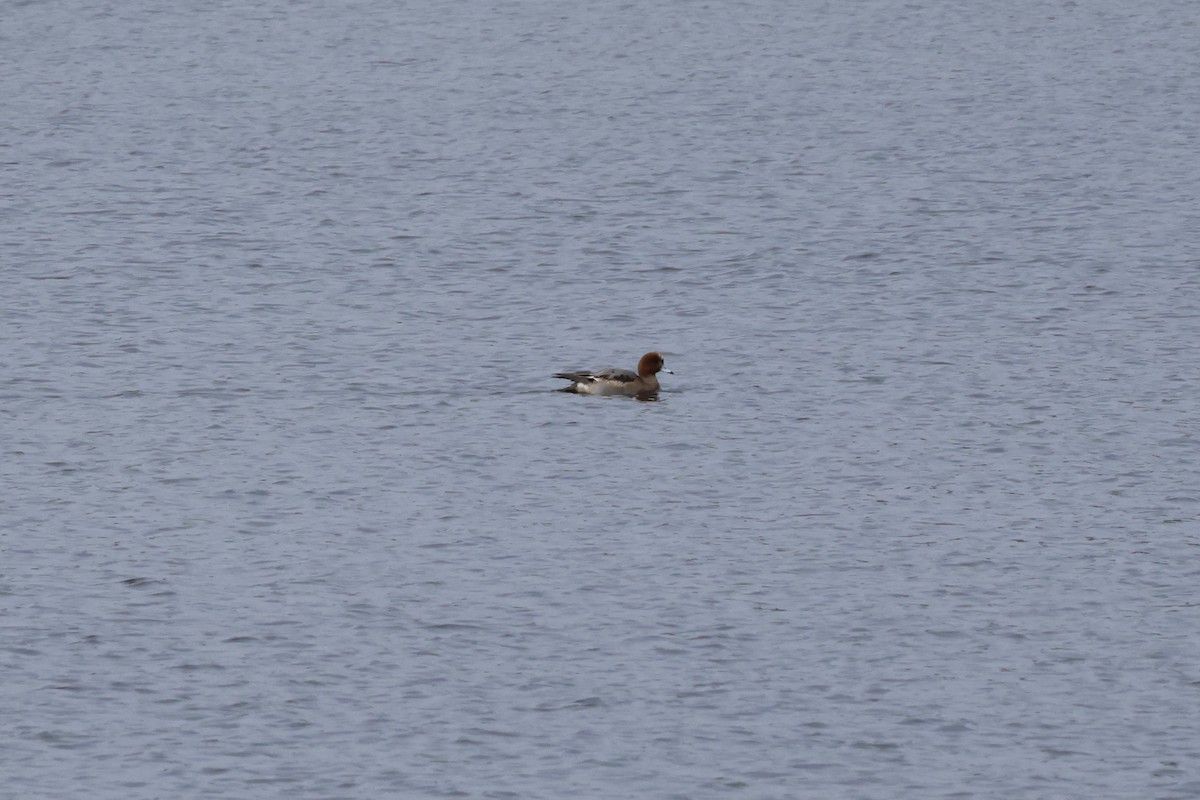 Eurasian Wigeon - ML616034294